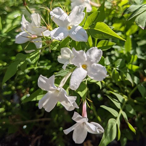 jasminum officinale for sale|jasmine bush.